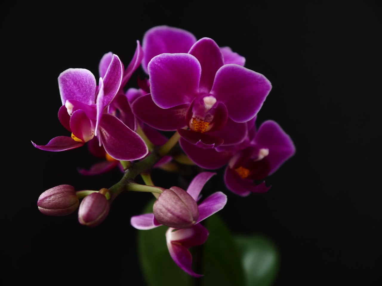orchids  purple  blossom free photo
