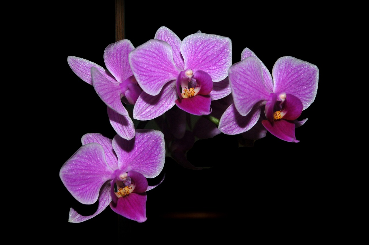 orchids  orchid  orchids roses free photo