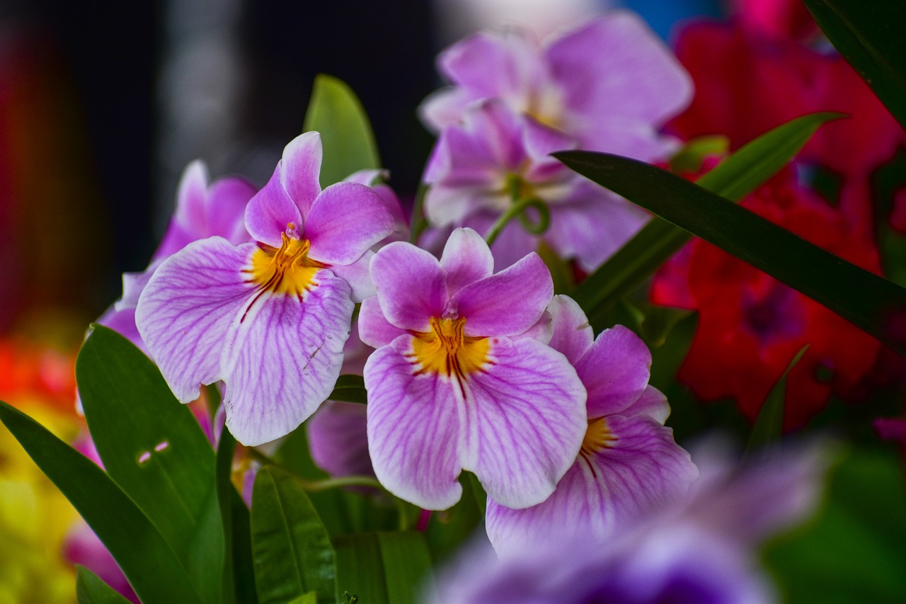 orchids  flowers  garden free photo