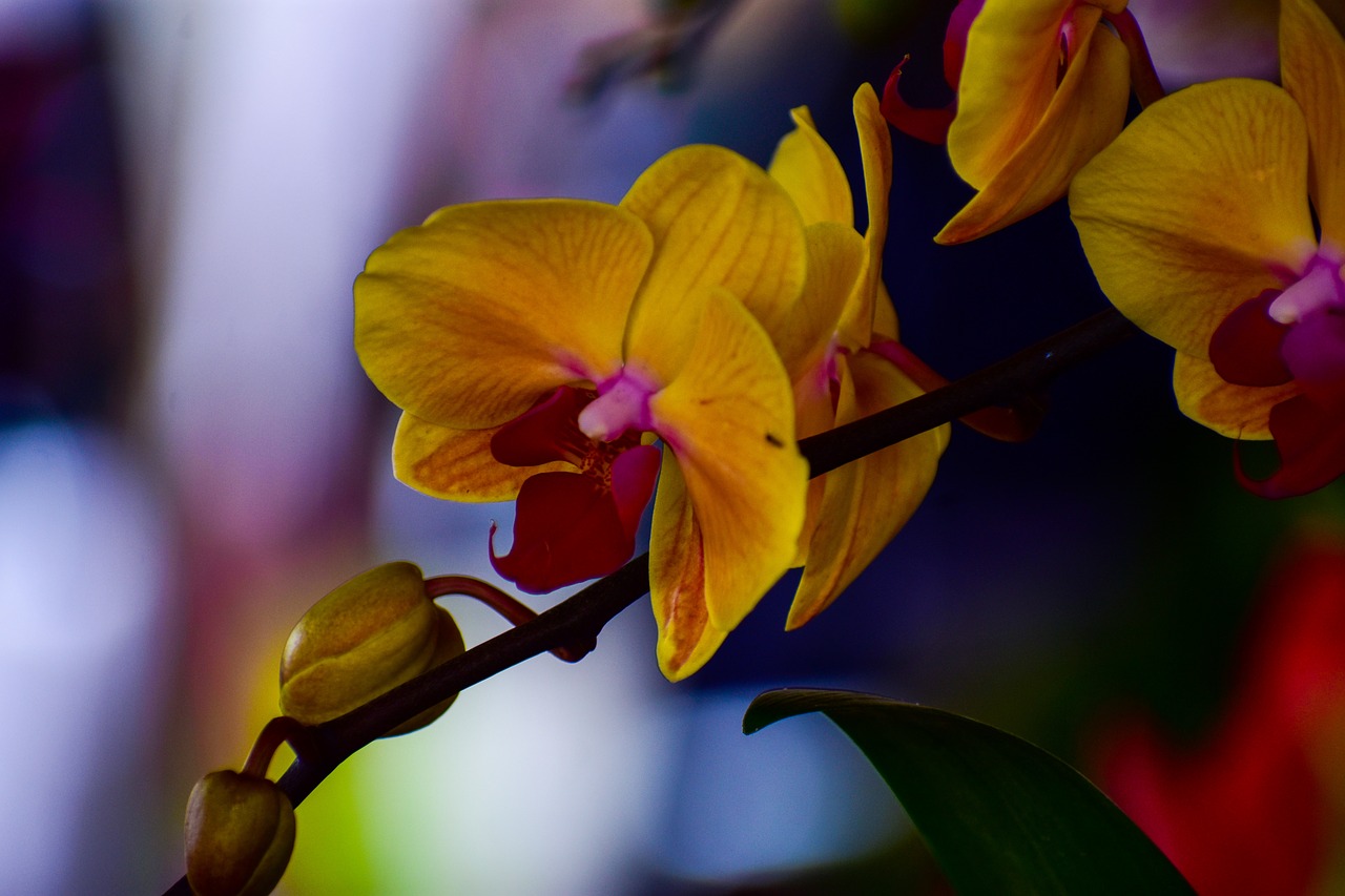 orchids  flowers  garden free photo