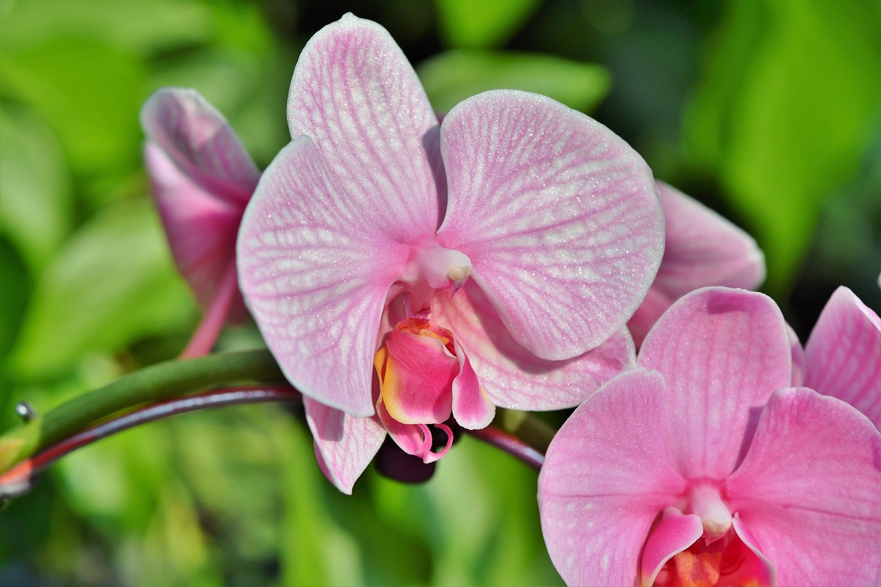 orchids  orchid flower  blossom free photo