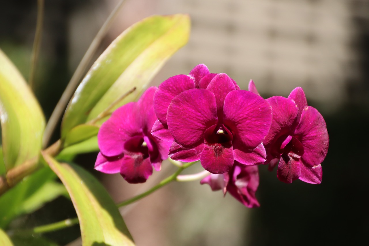 orchids  phalaenopsis  blossom free photo