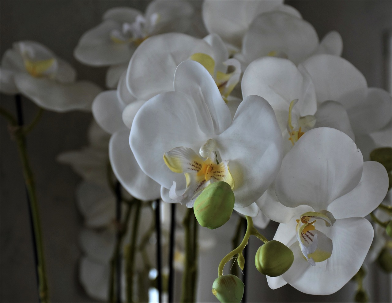 orchids  flowers  flower free photo