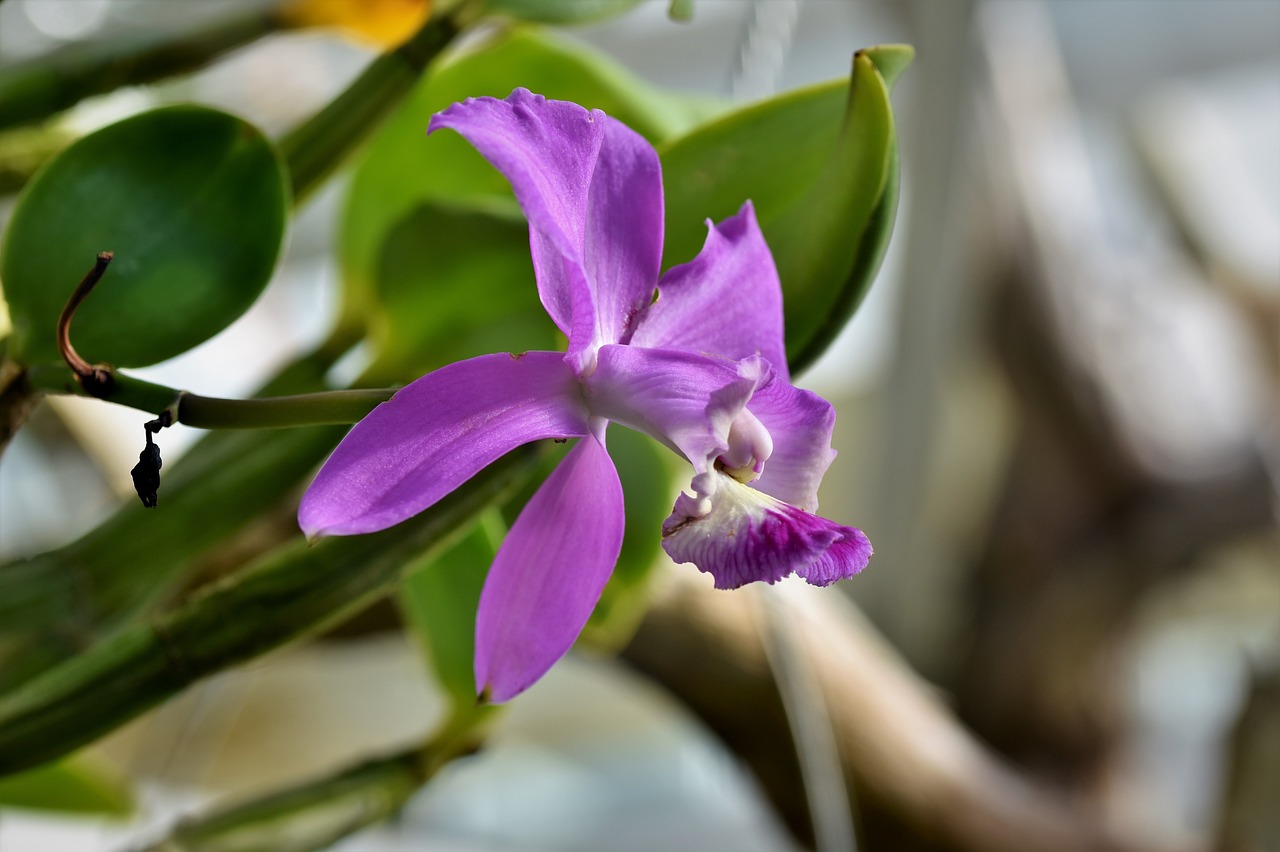 orchids  orchid flower  blossom free photo