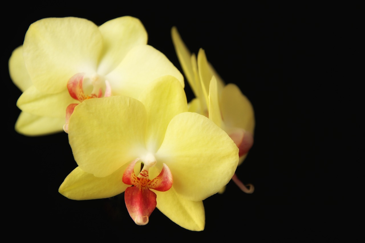 orchids  flowers  close up free photo