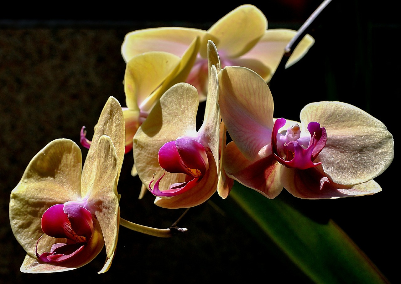 orchids yellow pink free photo