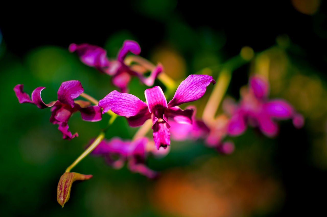 orchids  flaunted  orchid free photo