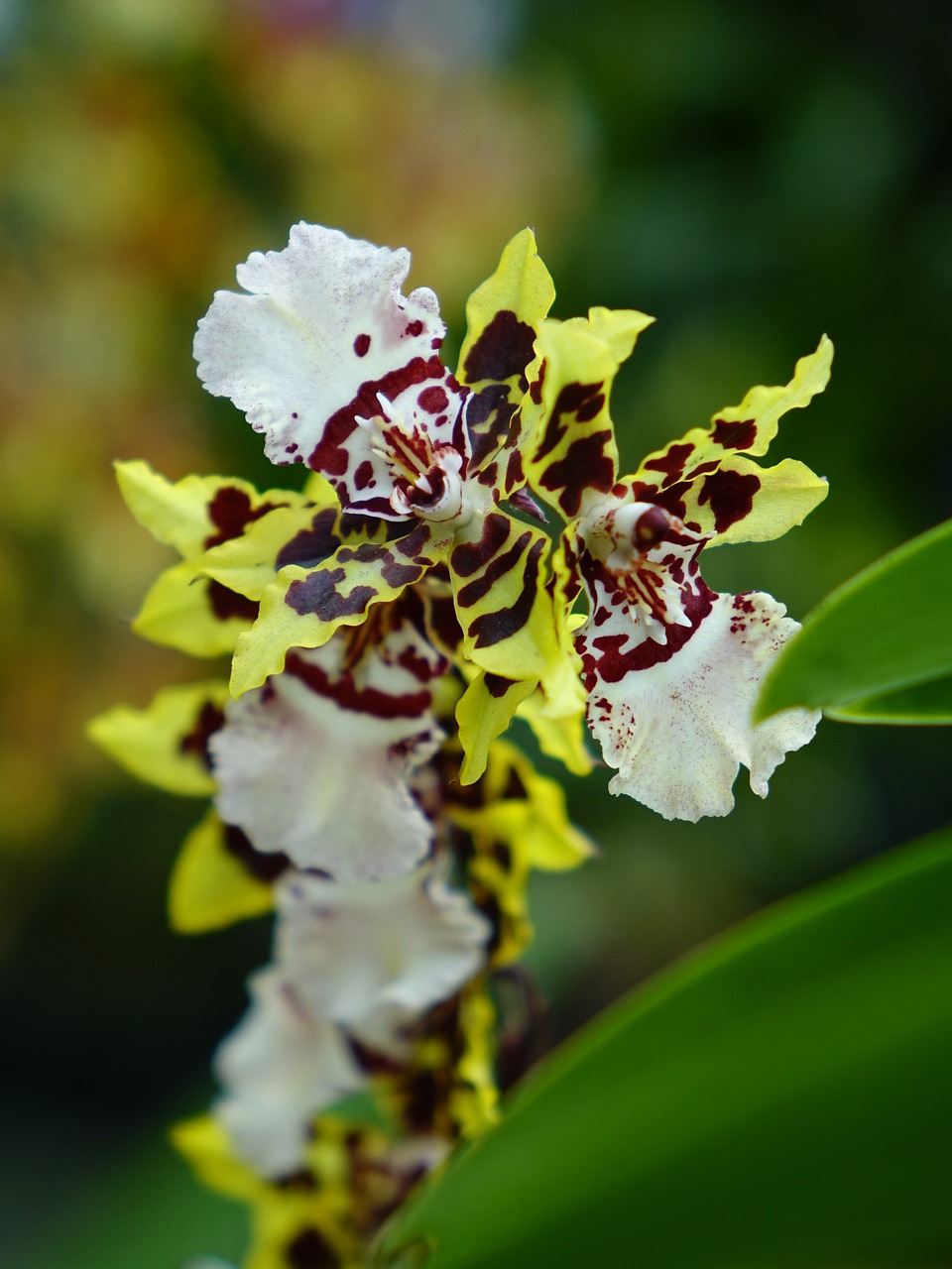 orchids flower floral free photo