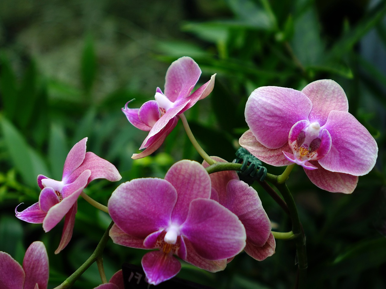 orchids flower floral free photo