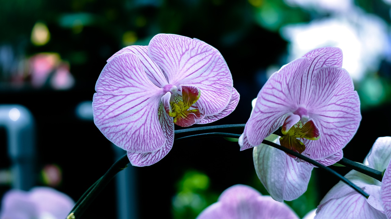 orchids  purple  beautiful flowers free photo