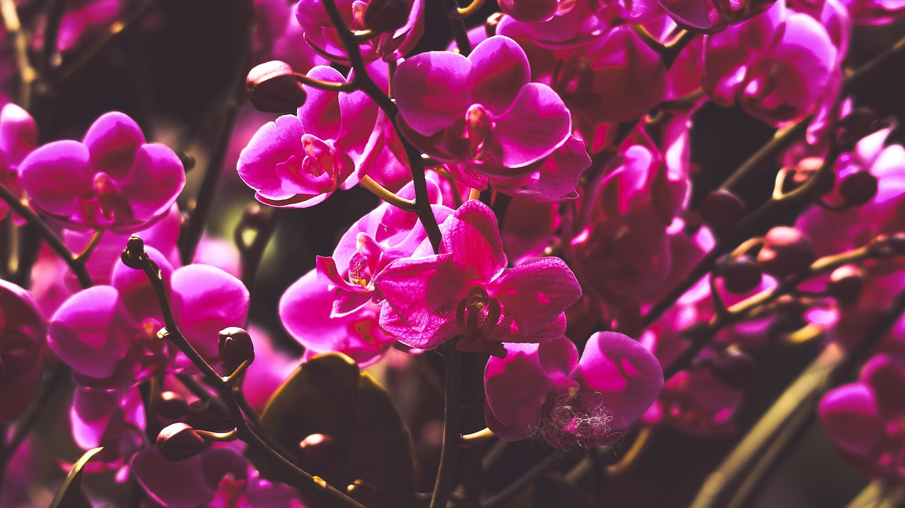 orchids  purple  beautiful flowers free photo