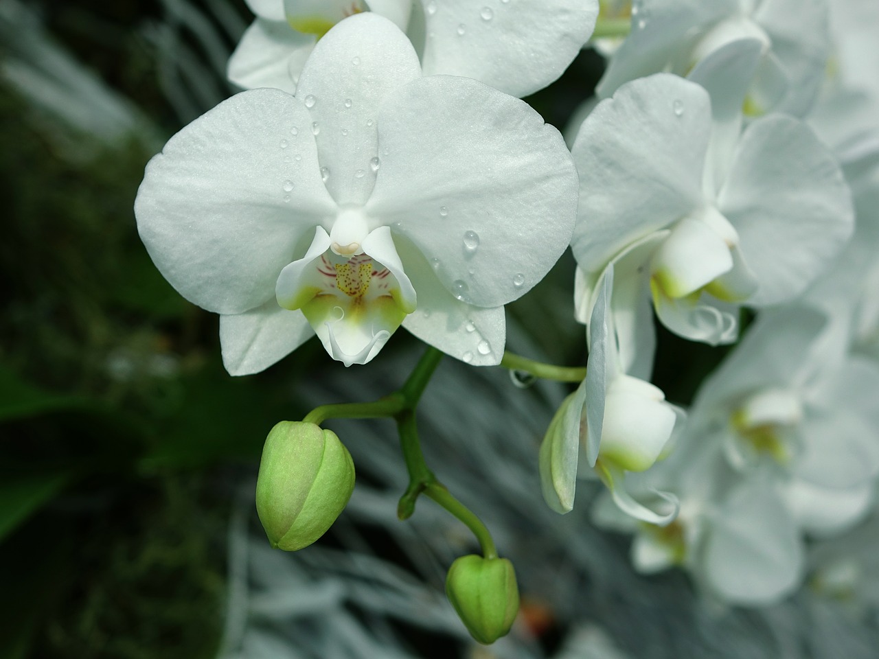 orchids flower floral free photo