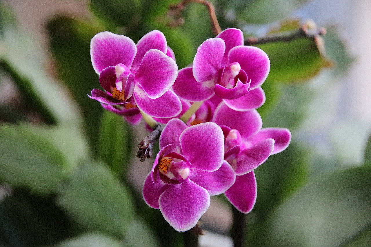 orchids  flower  nature free photo