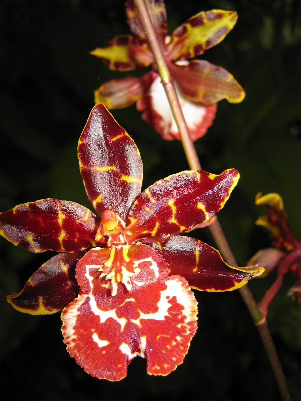 orchids floral plant free photo