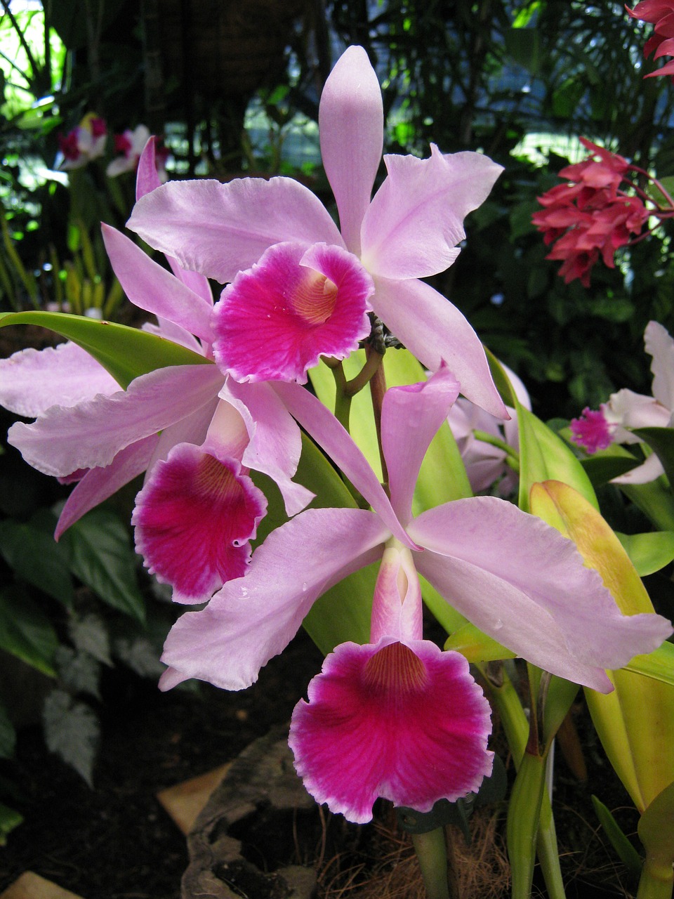 orchids floral plants free photo