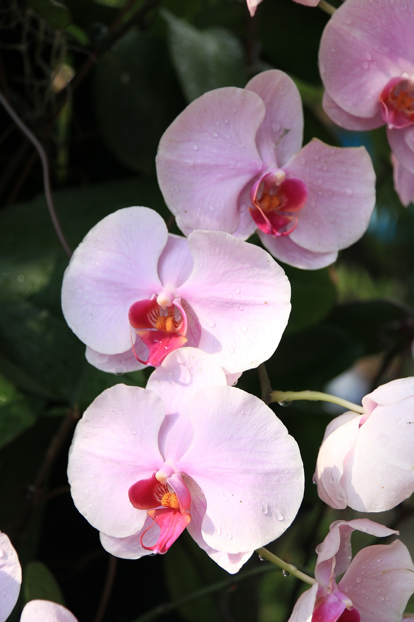 orchids pink flower free photo