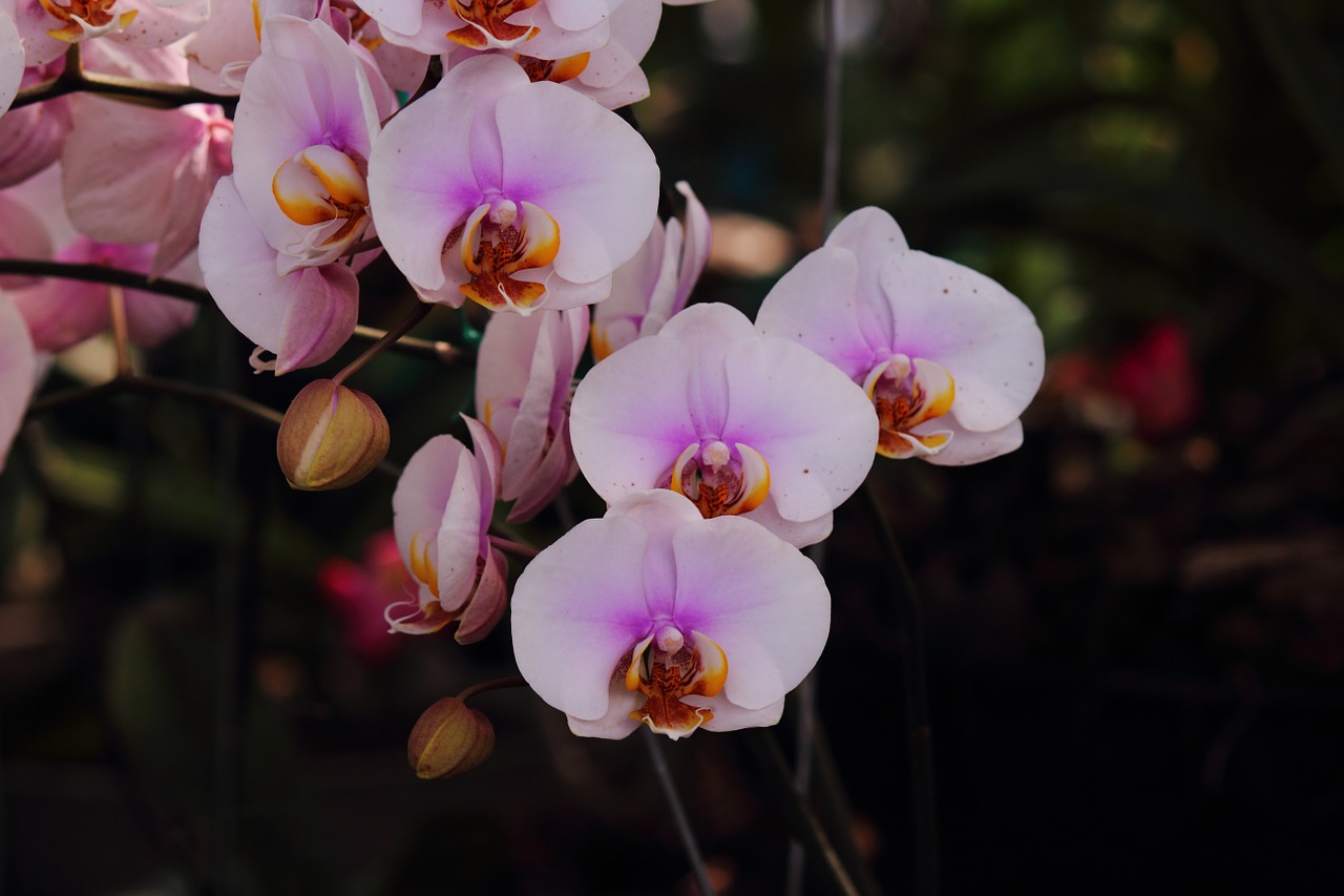 orchids flower pretty free photo