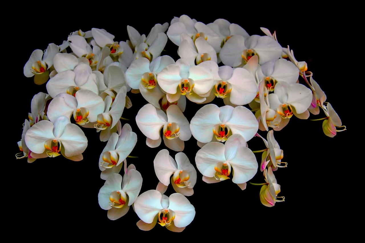 orchids flower nature free photo