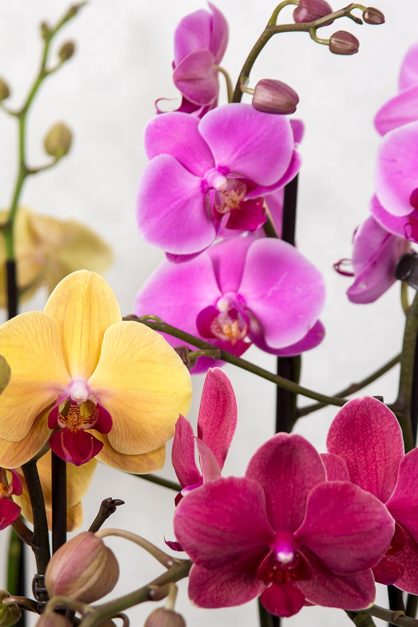 orchids phalaenopsis butterfly orchid free photo