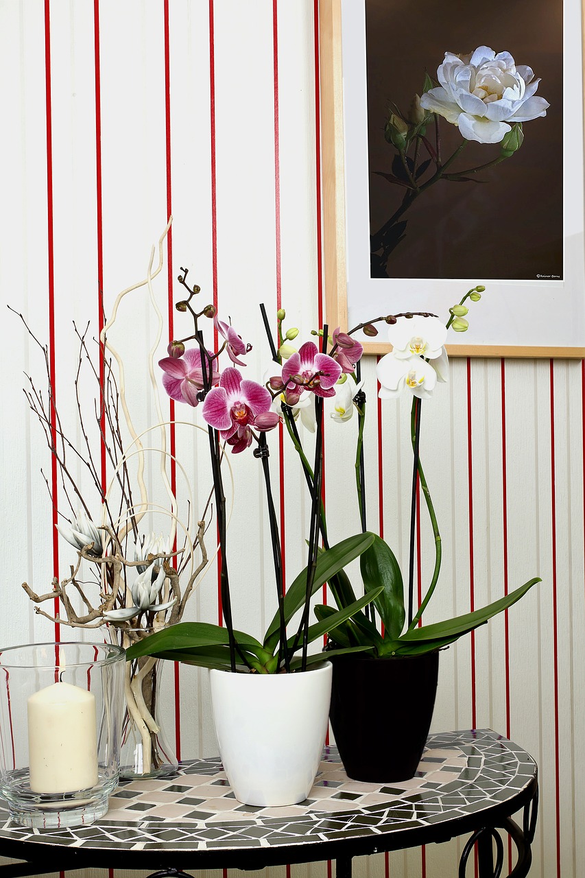 orchids phalaenopsis flower free photo