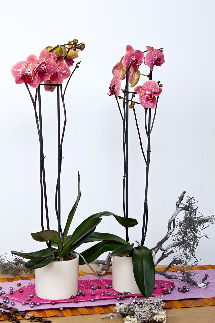 orchids phalaenopsis flower free photo