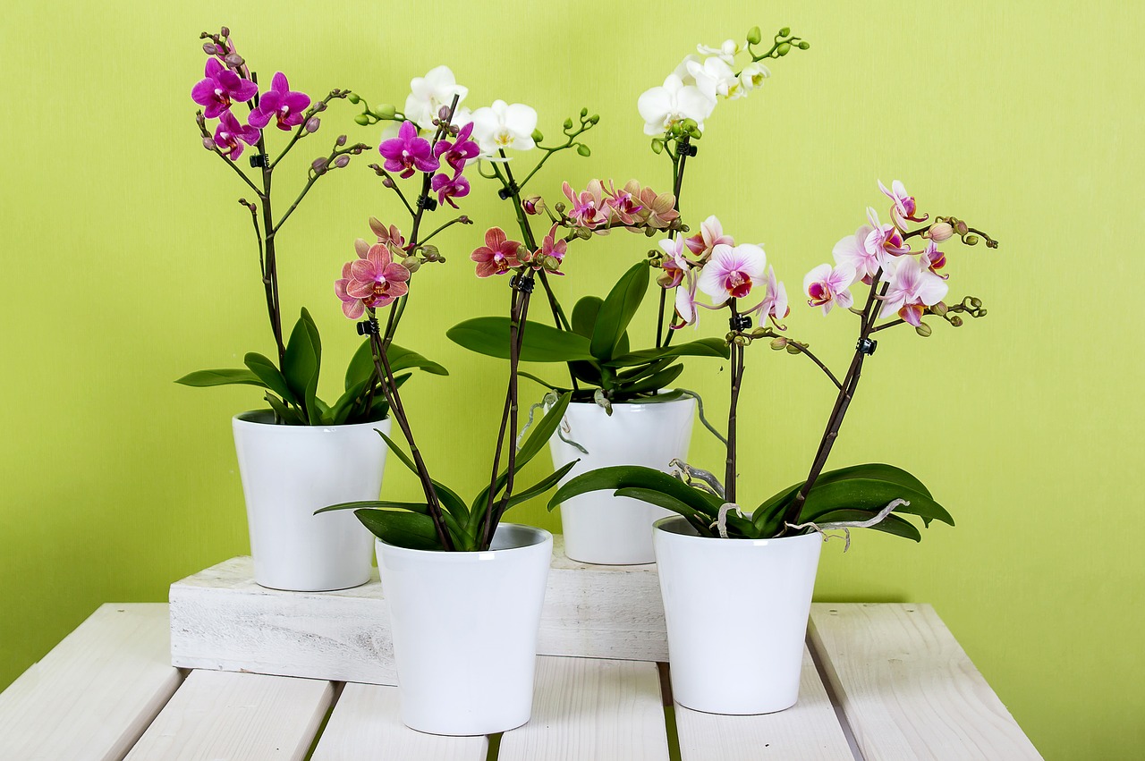 orchids phalaenopsis flower free photo