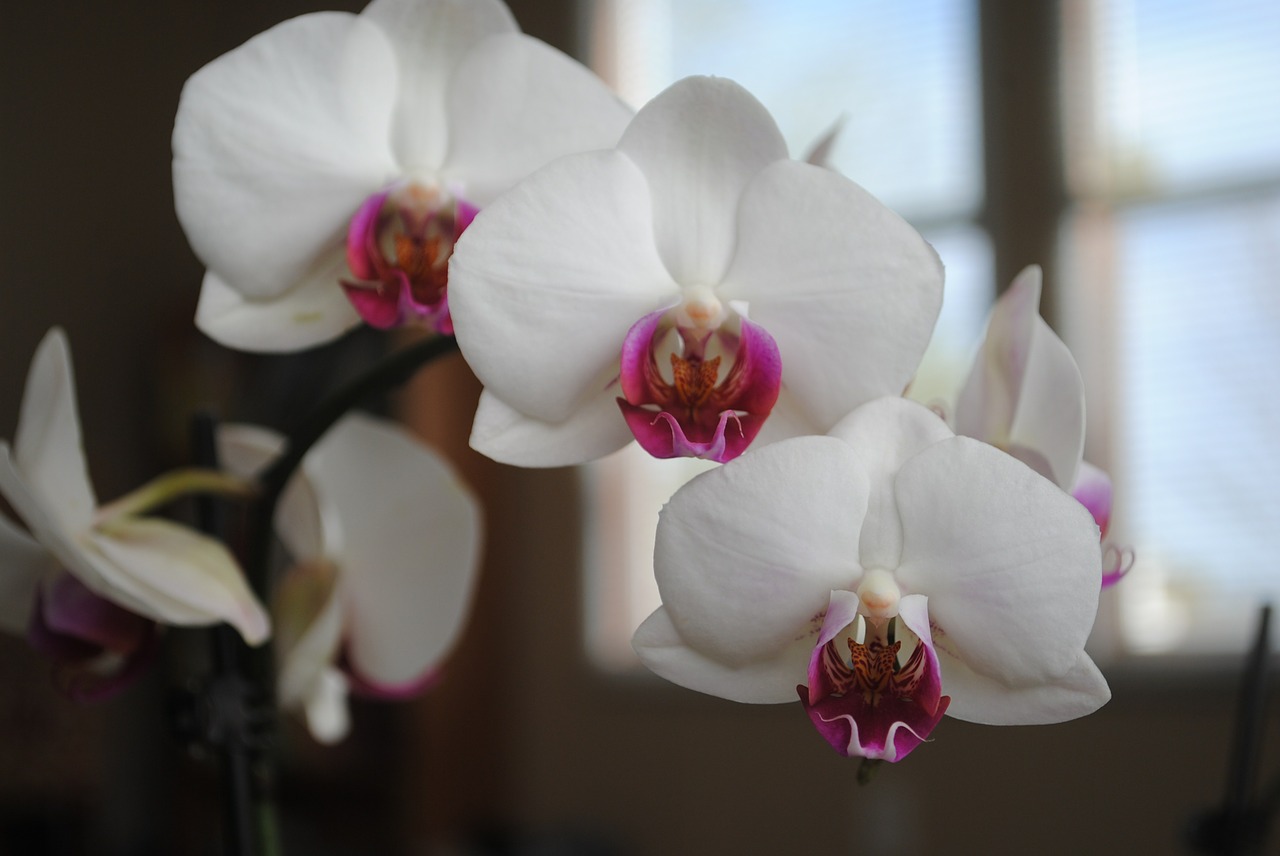 orchids white flower free photo