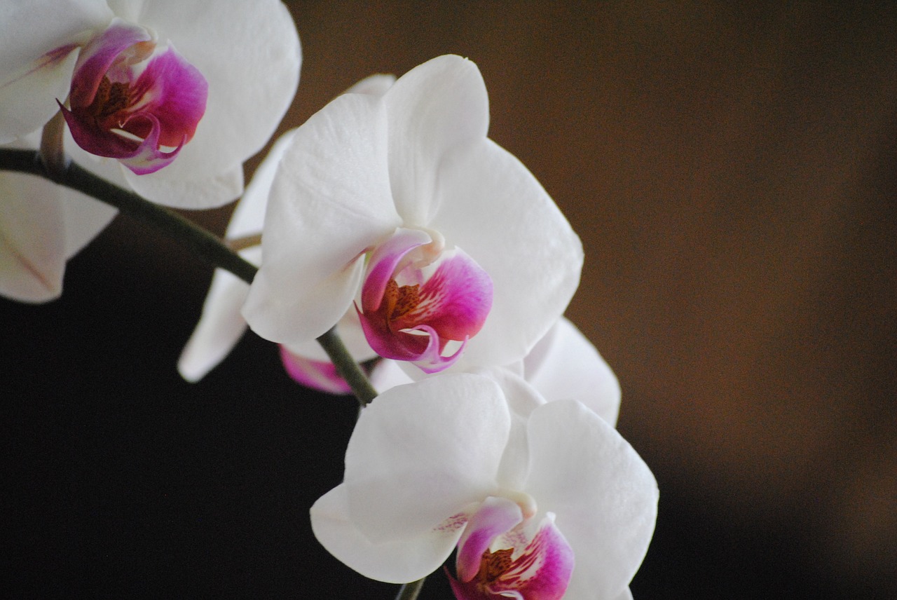 orchids white flower free photo