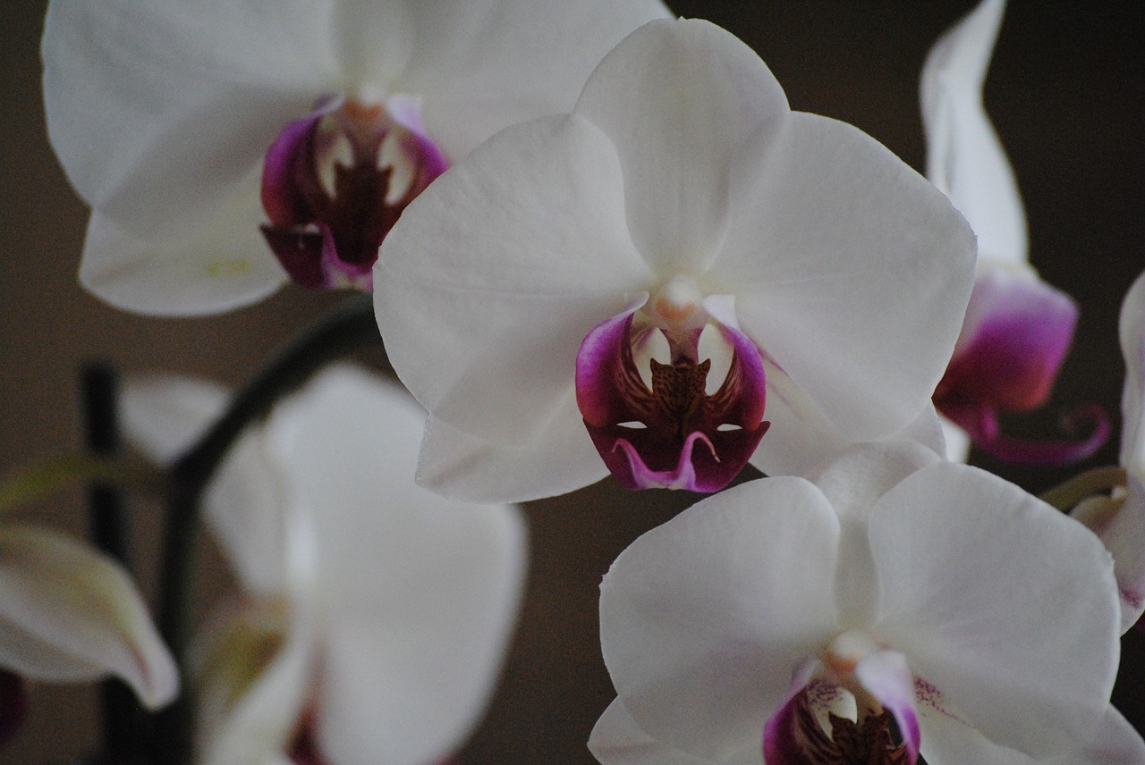 orchids white flower free photo