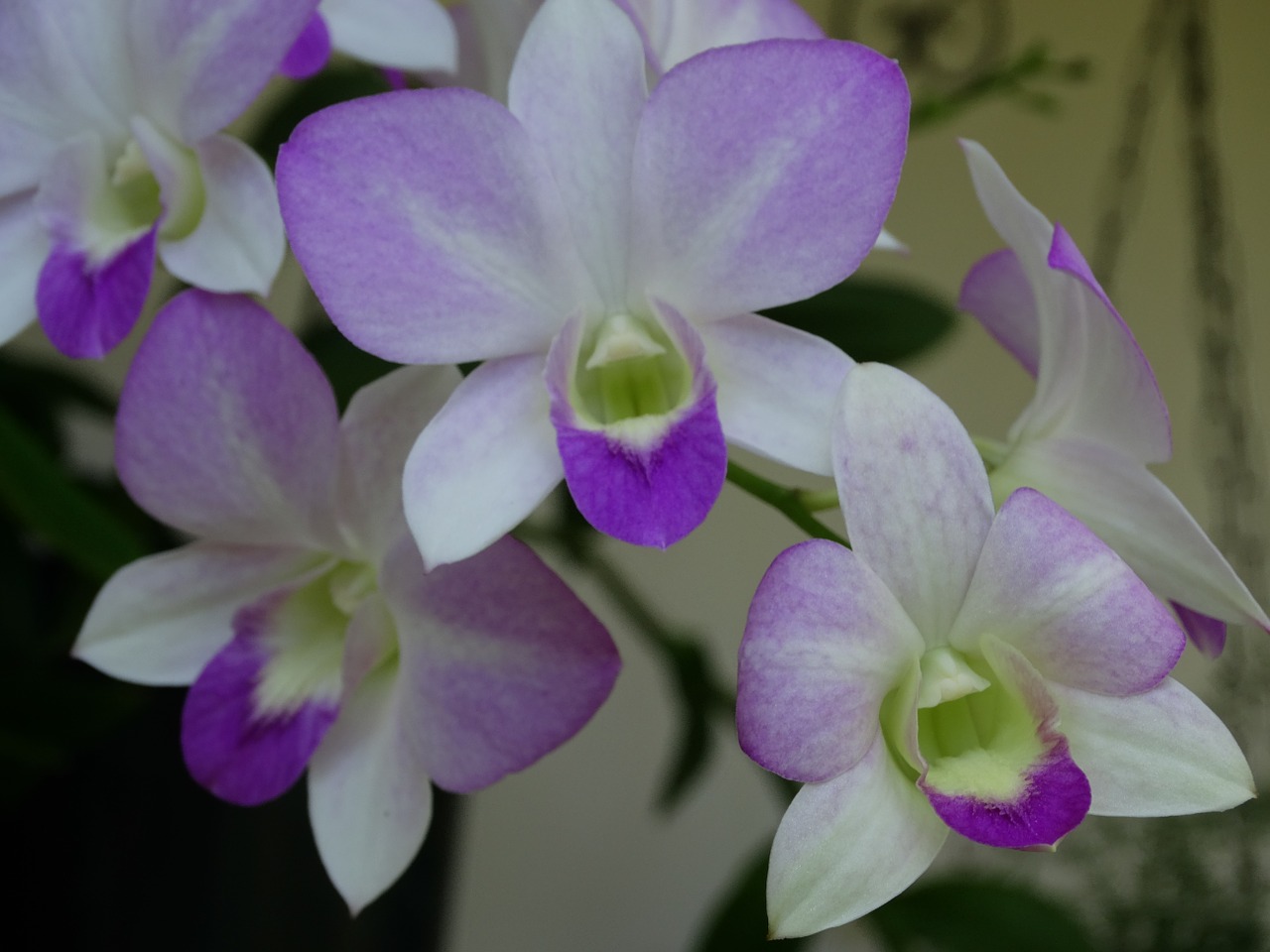 orchids nature cayenne free photo