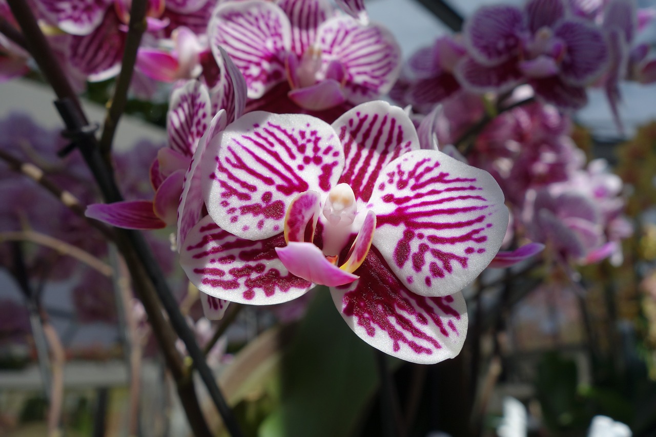 orchids flower plant free photo