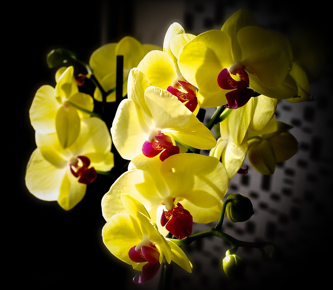 orchids coloured bloom free photo