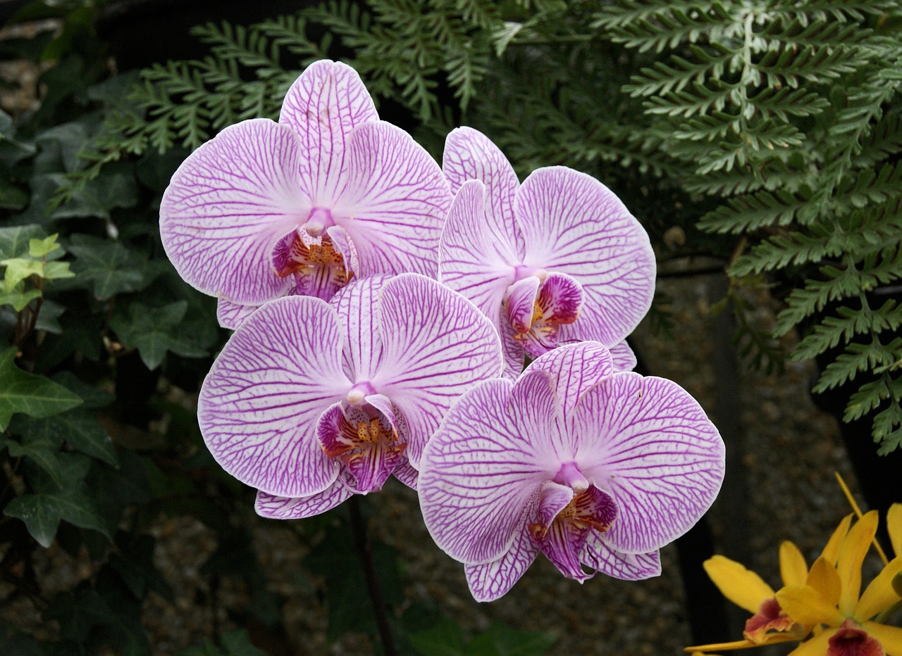 orchids flower nature free photo