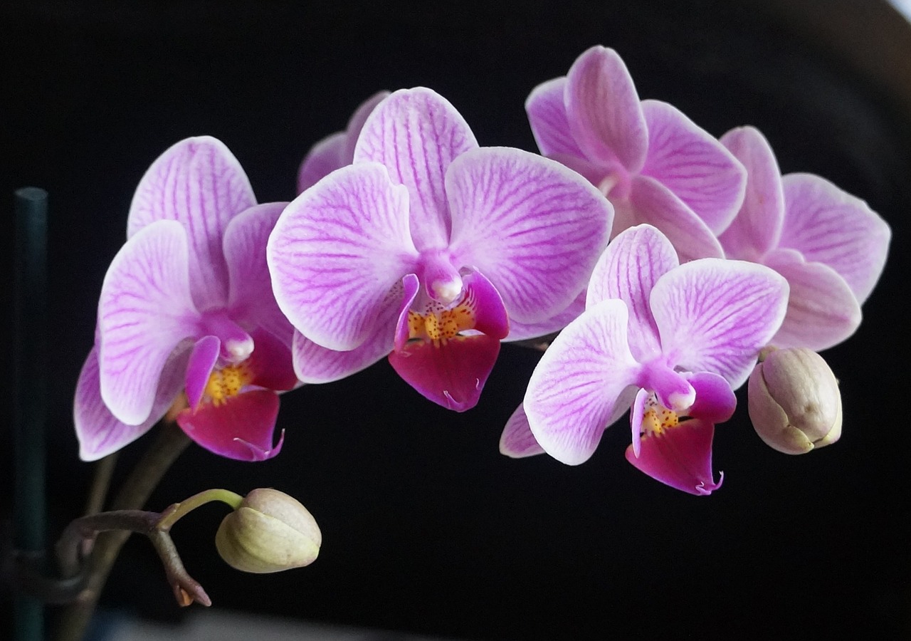 orchids flowers pink free photo