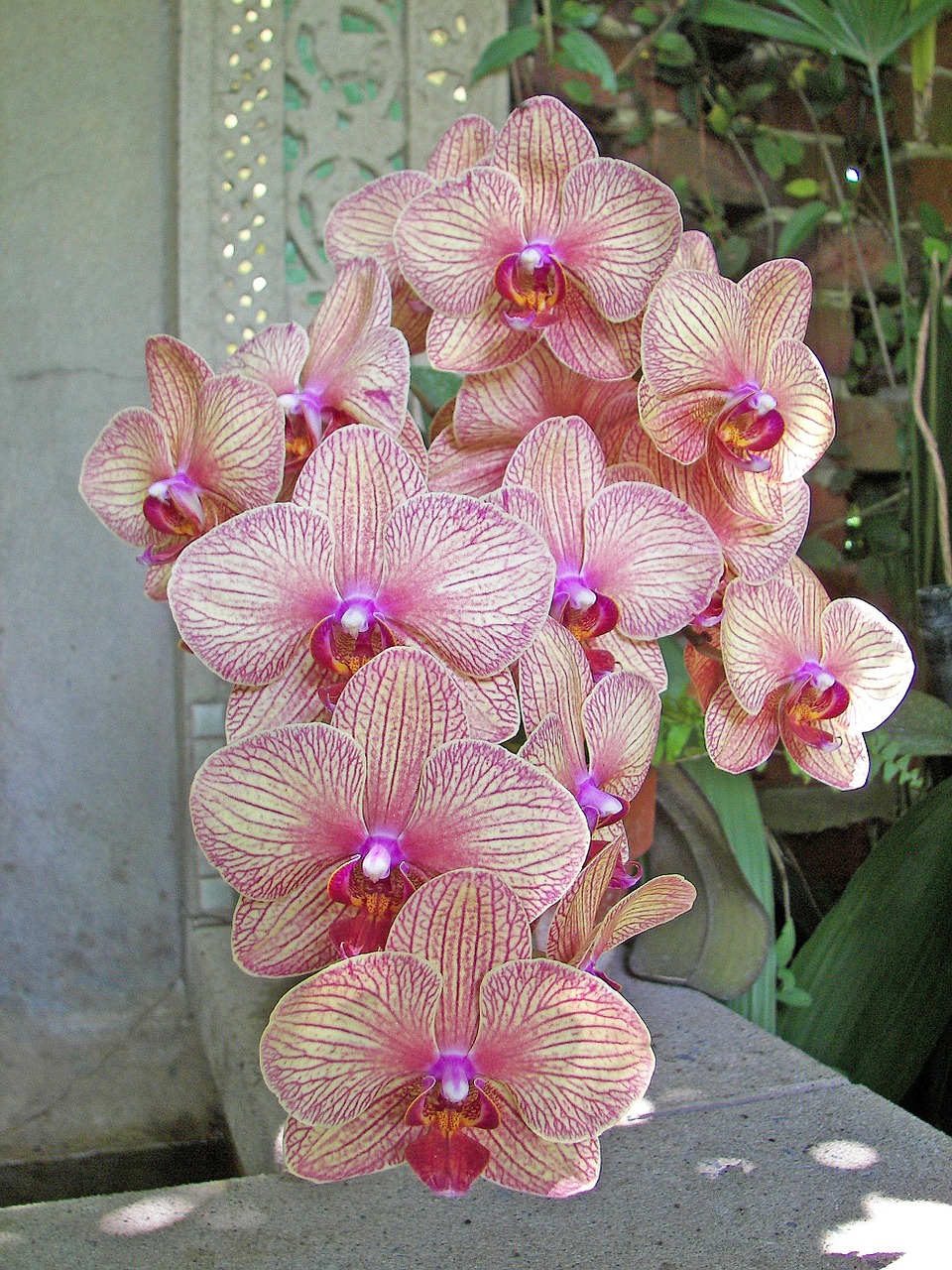 orchids pink orchids botanical free photo