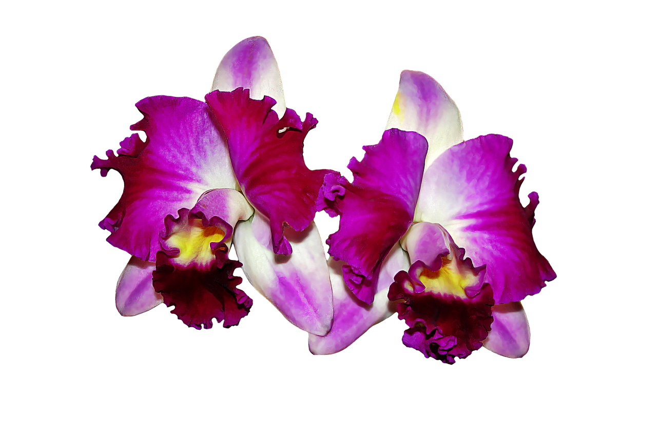 orchids flowers cattleya orchid free photo