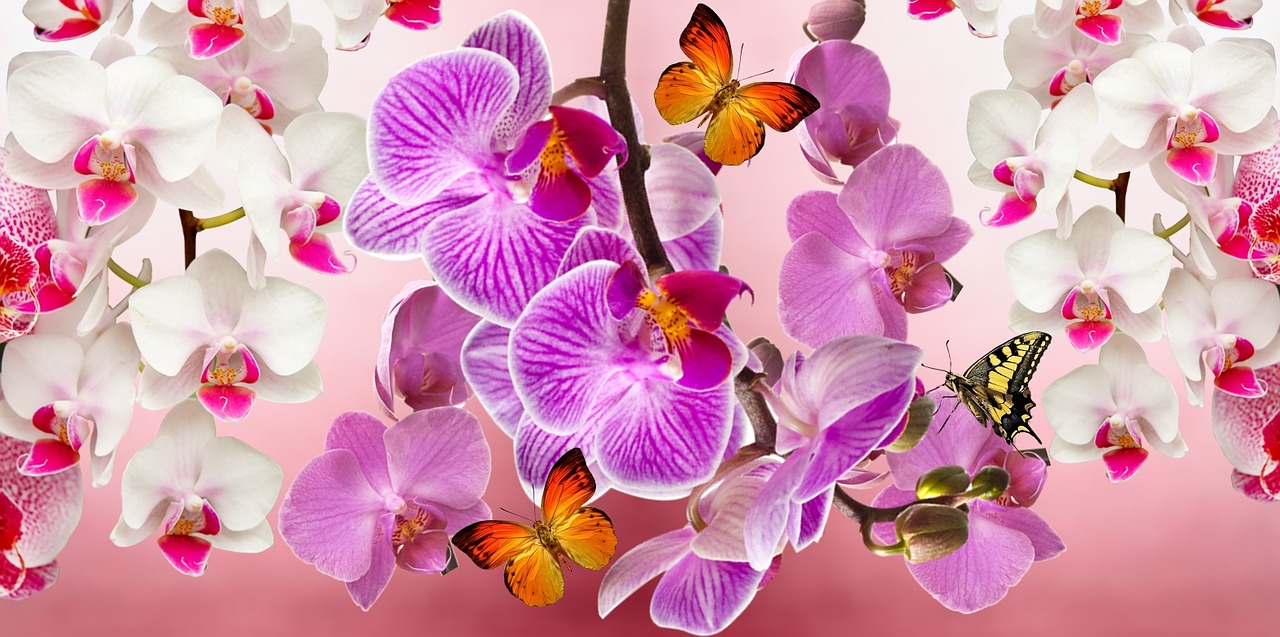 orchids flowers garden free photo