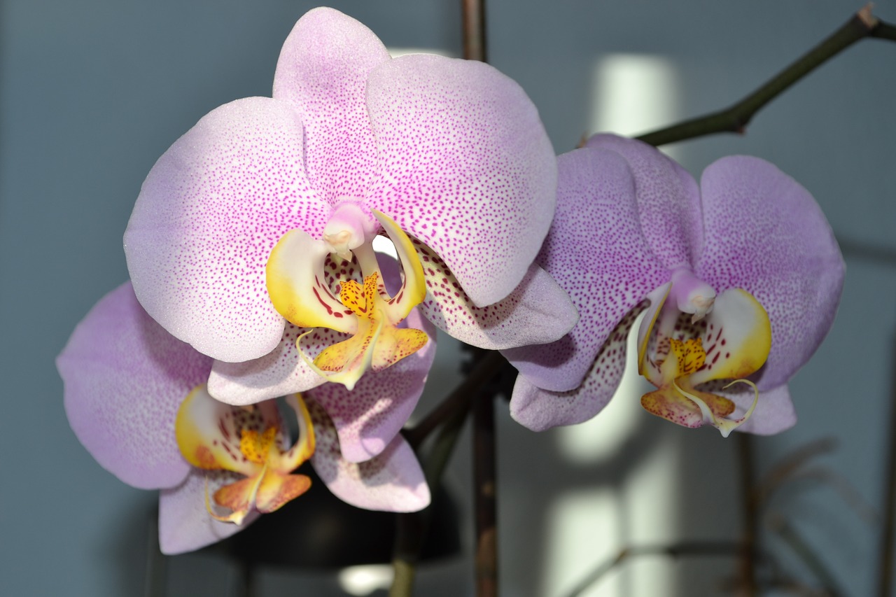 orchids flower blossom free photo