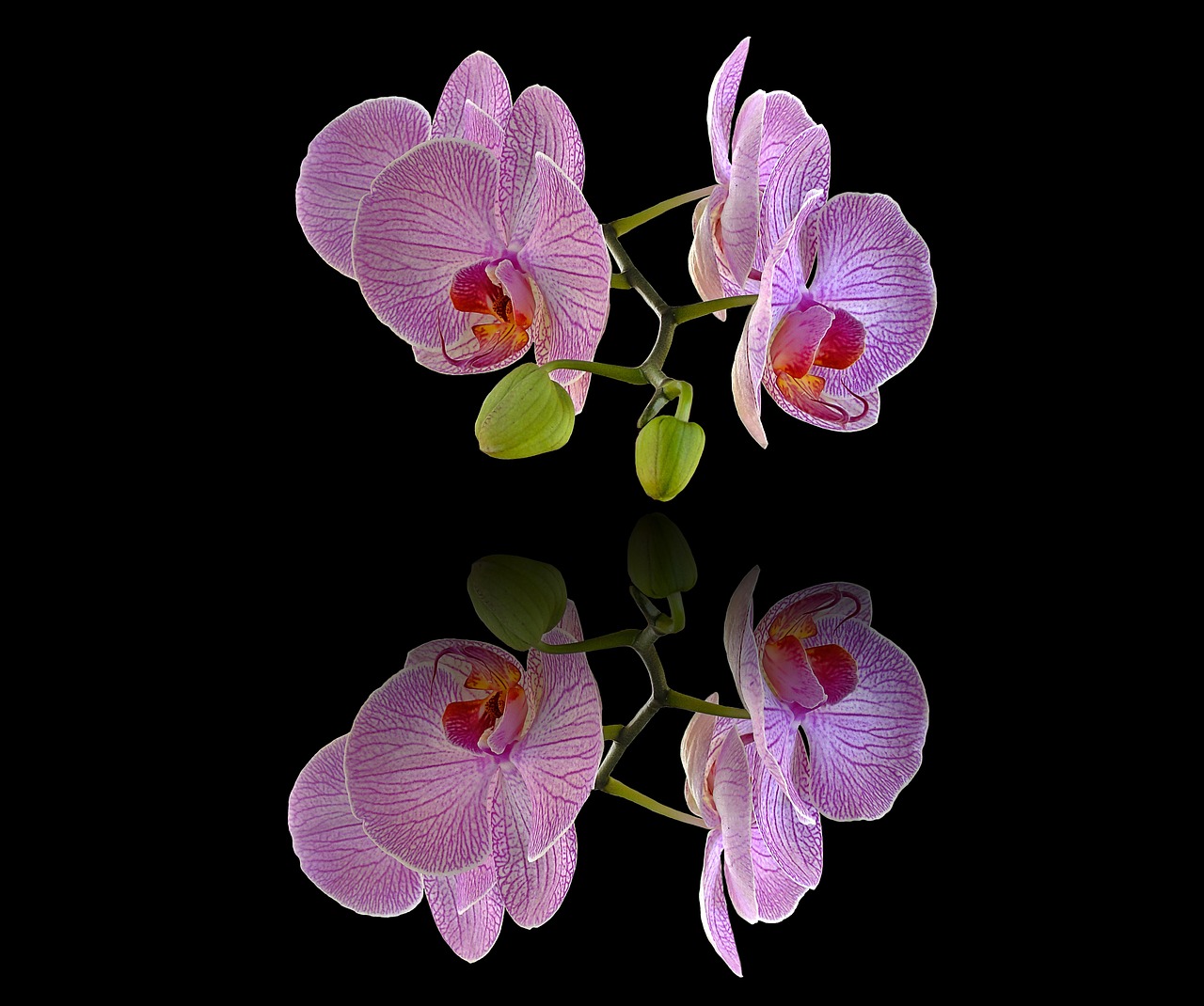 orchids background screen photocomposition free photo