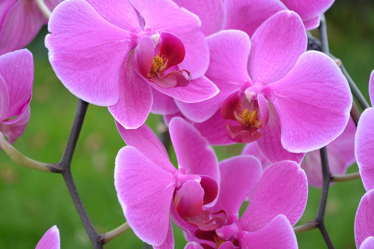 orchids flowers pink free photo