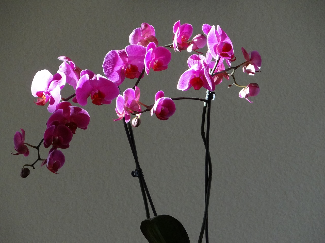 orchids purple flowers free photo