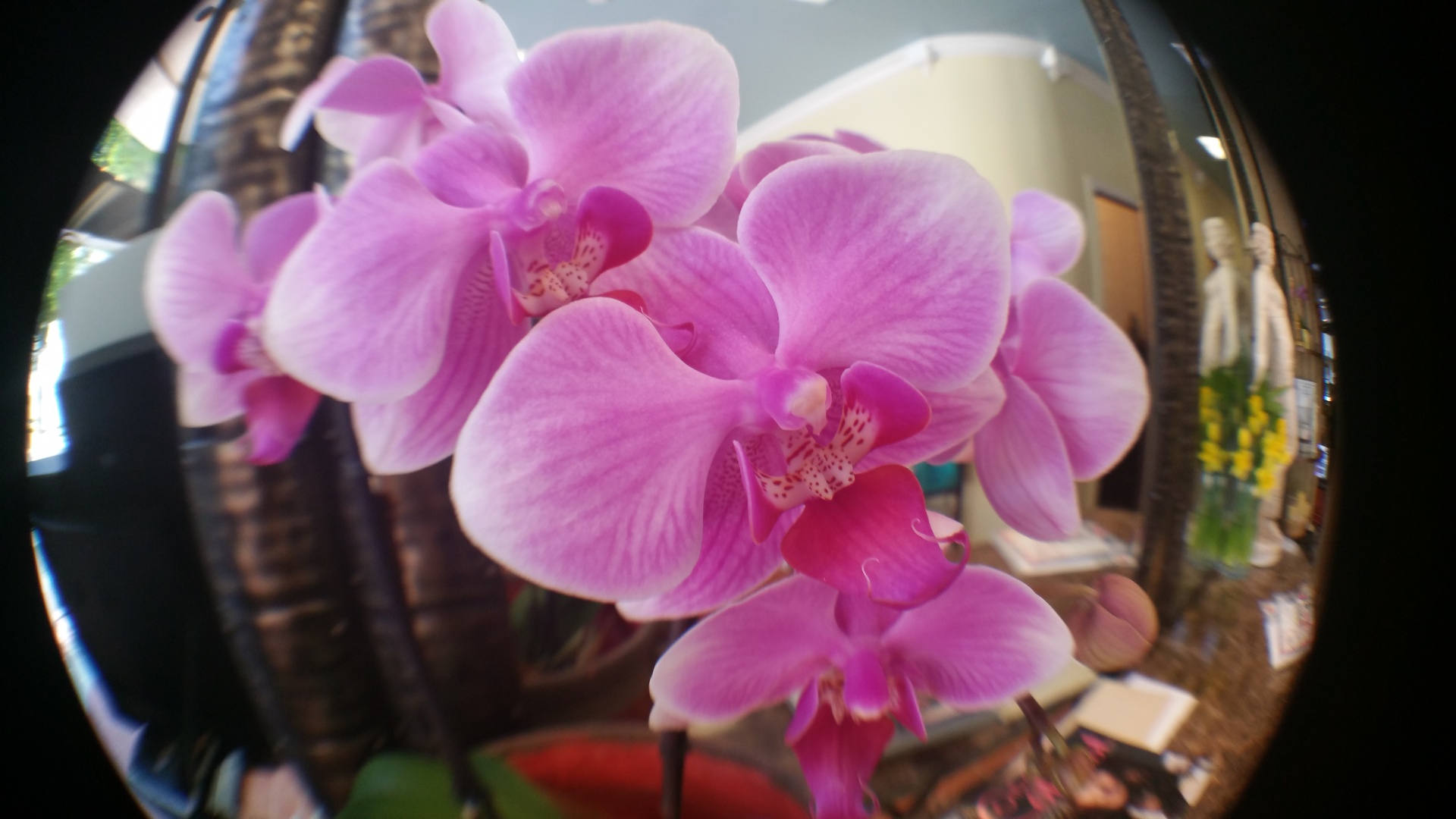 pink orchid closeup free photo