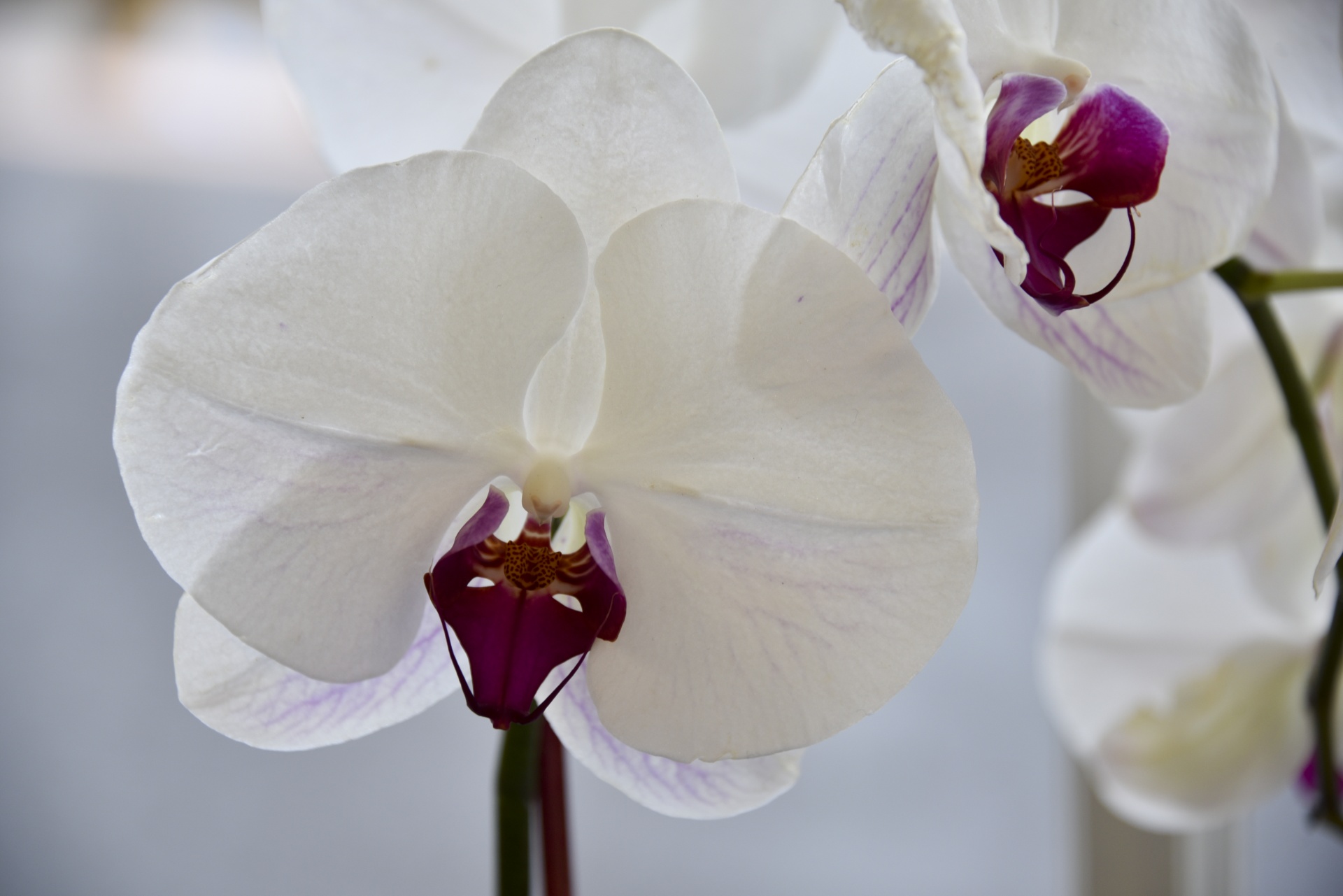 white flower orchids free photo