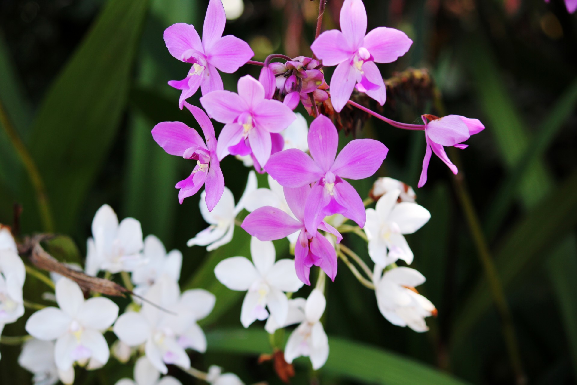 orchids flower violet orchids free photo