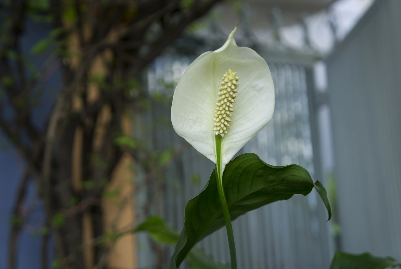 orchids italian white plant free photo