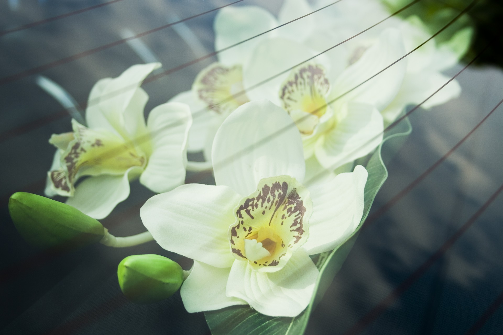 orchid flower wedding free photo