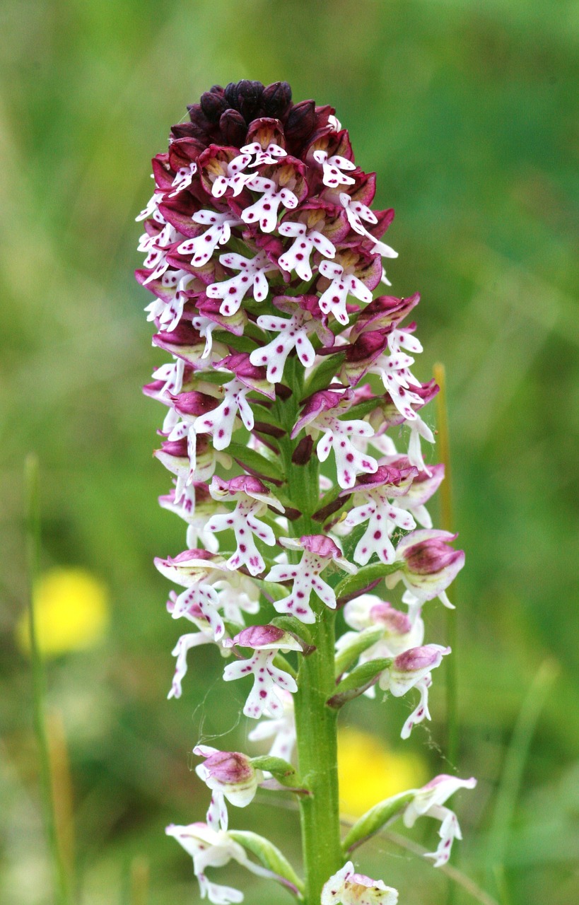 lady orchid orchis ustulata hester free photo
