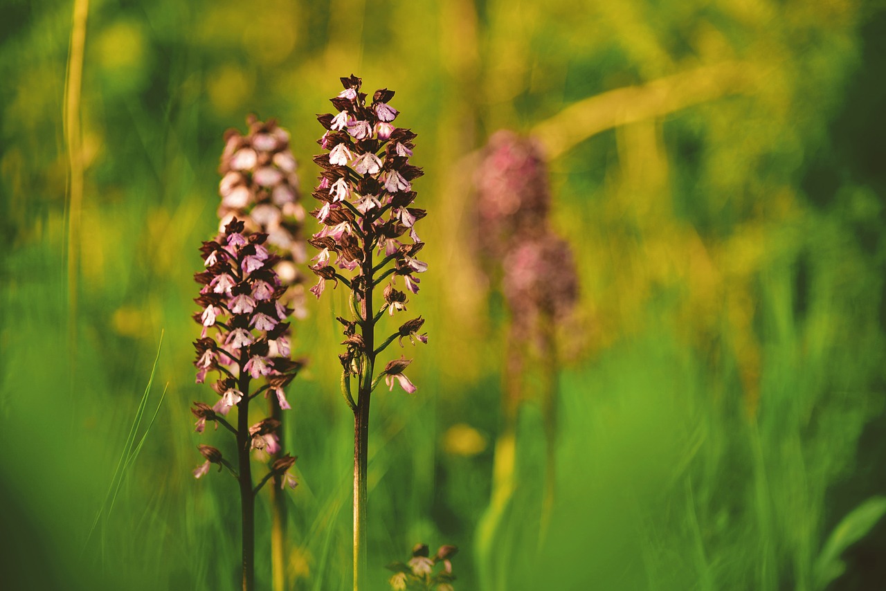 orchis  plant  flower free photo