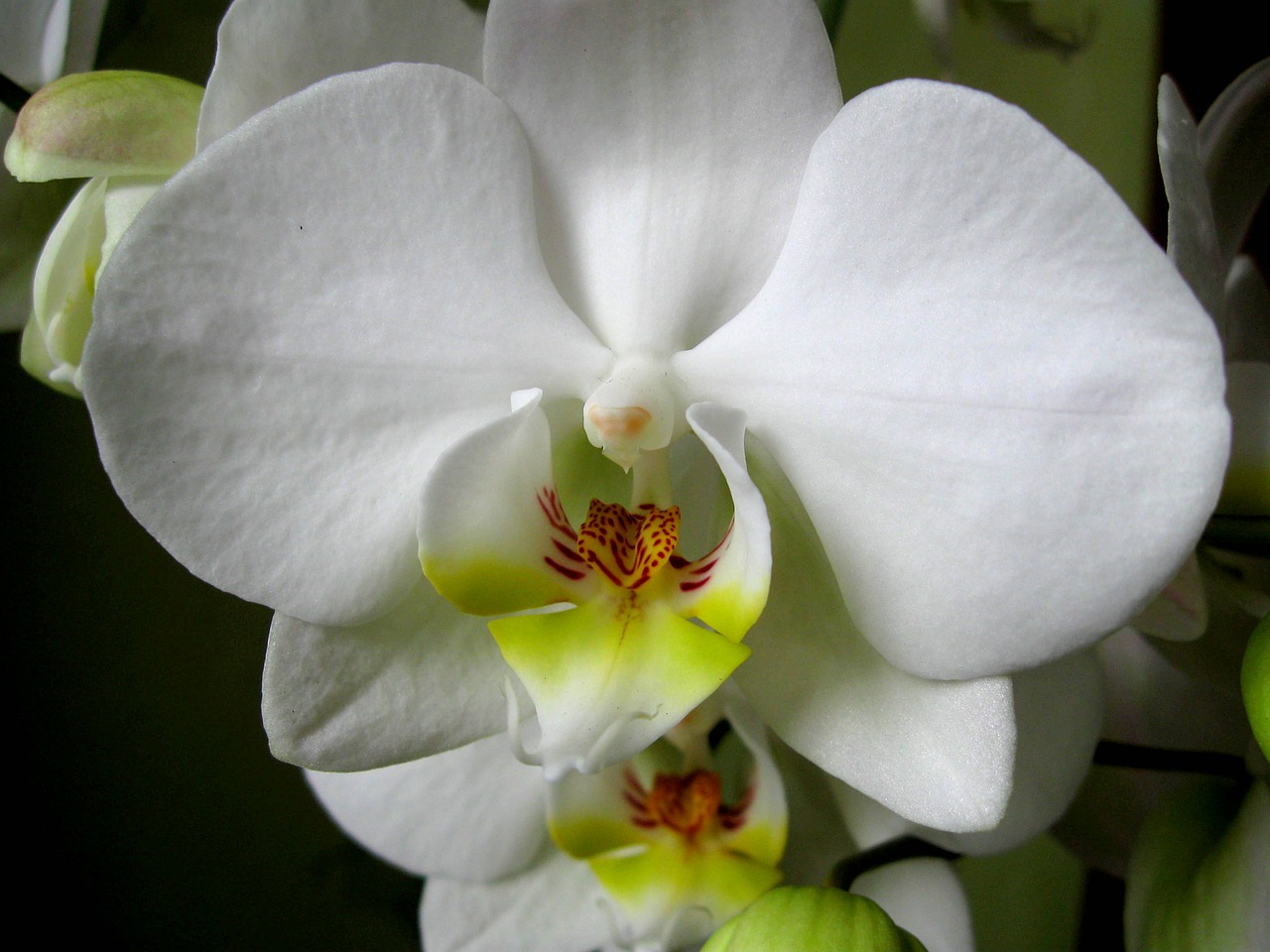 orchis the petals flower free photo