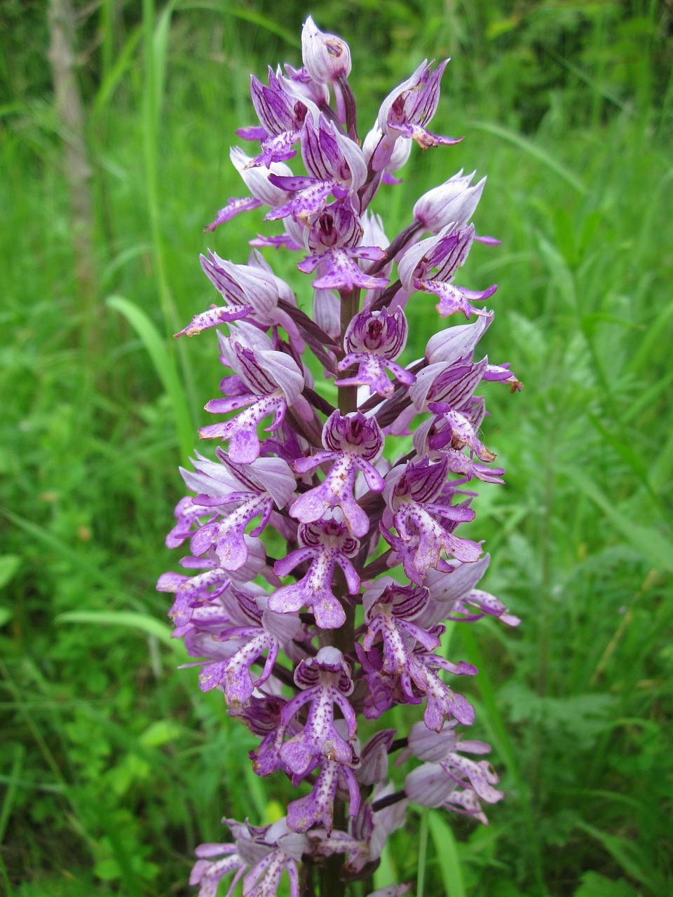 orchis militaris military orchid wildflower free photo